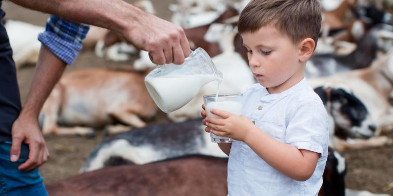 The Role Of Cow's Milk In Childhood Development